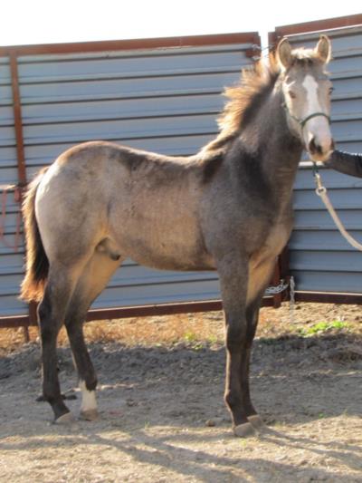 Jack Frost Drift JW<br>AQHA 5613700